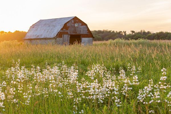 Day, Richard and Susan 아티스트의 Old barn and field of penstemon at sunset Prairie Ridge State Natural Area-Marion County-Illinois작품입니다.